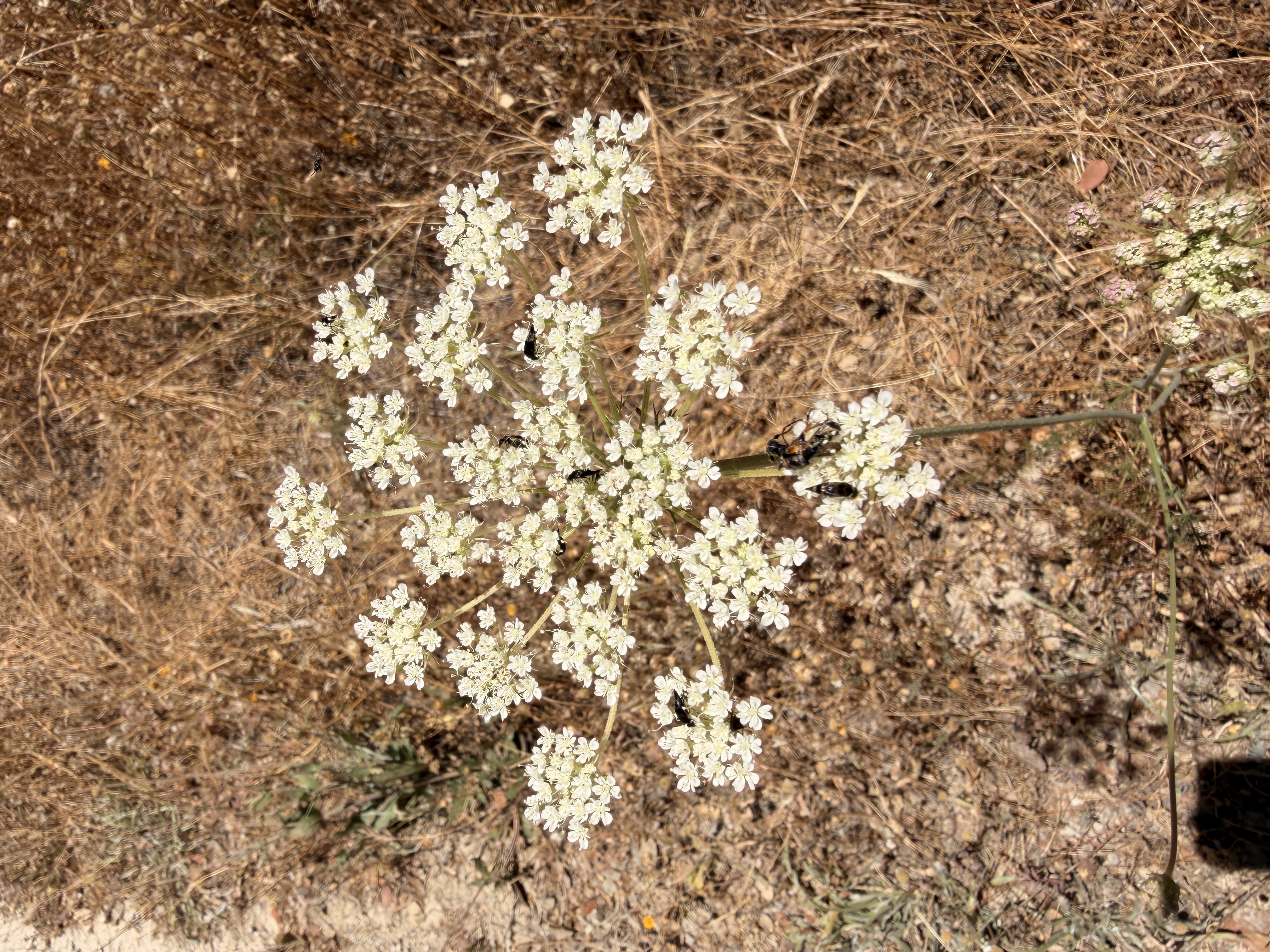 Thriving in dry ground, because that's what we do. 🏳️‍⚧️