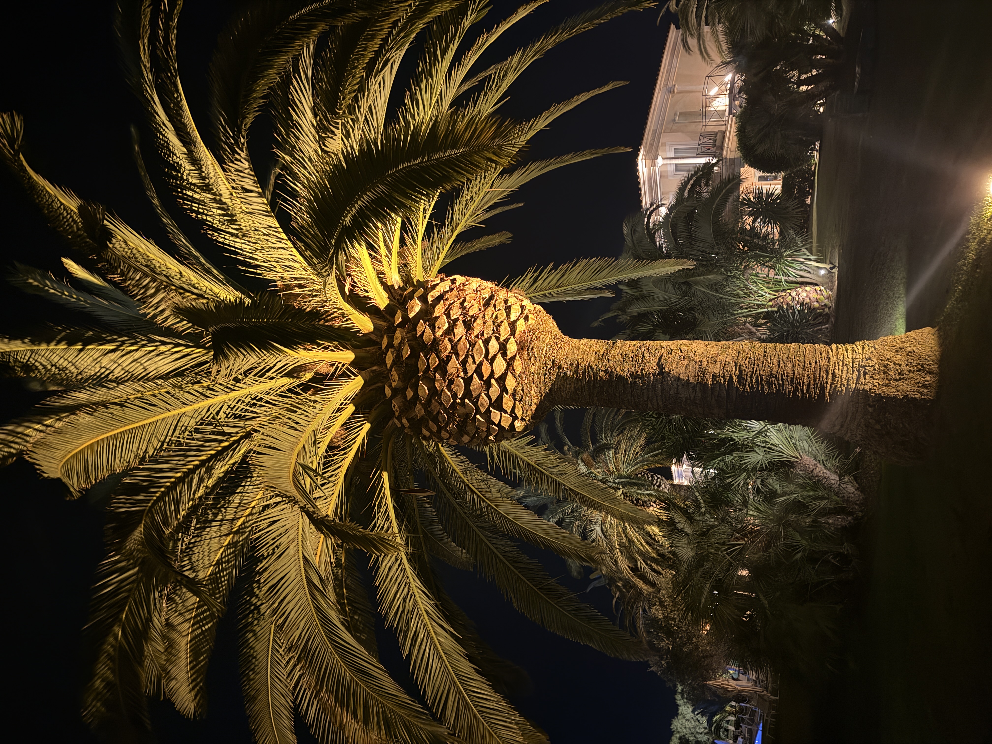 Something extraordinary, hiding in plain sight. 🌴