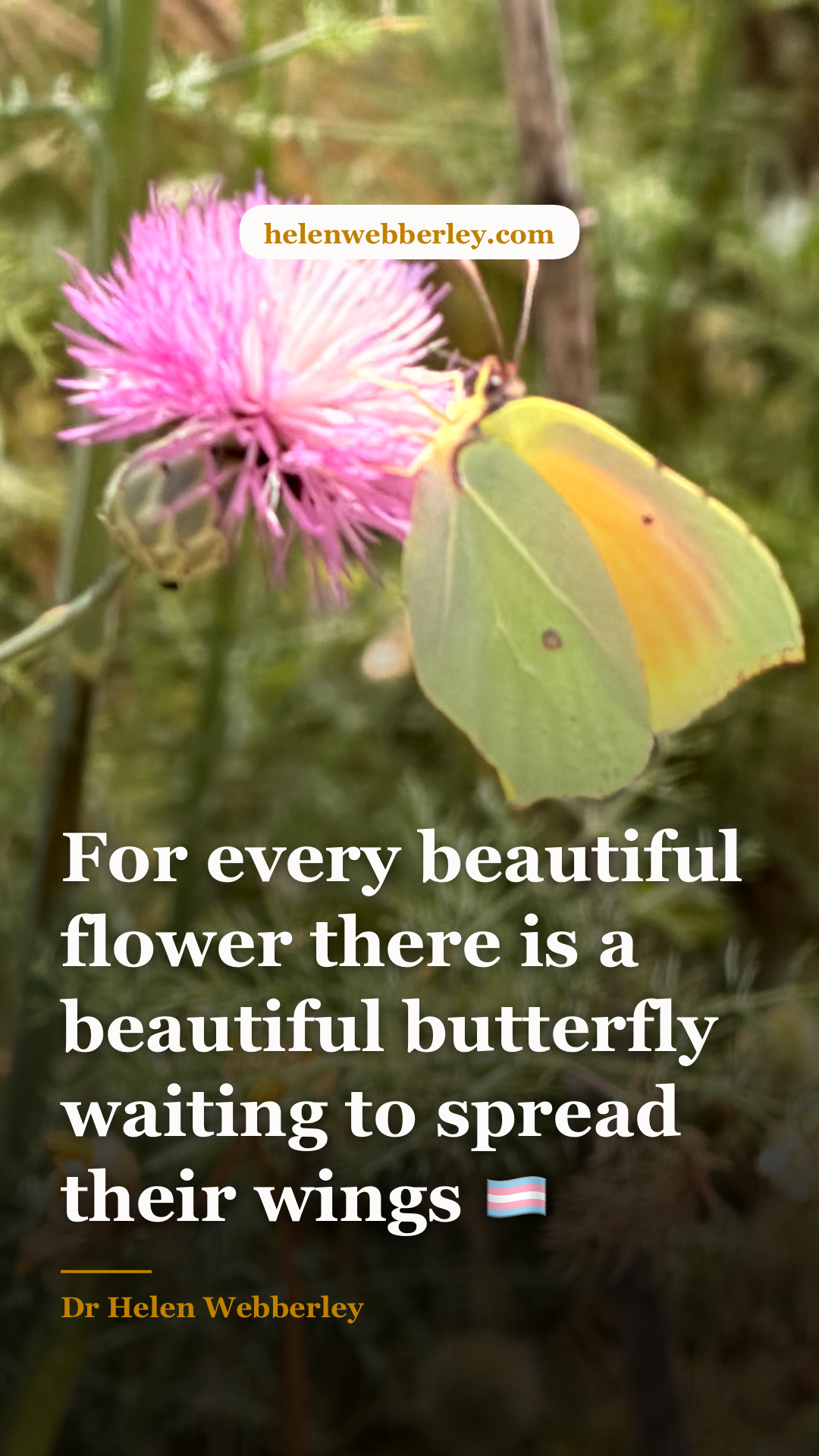For every beautiful flower there is a beautiful butterfly waiting to spread their wings 🏳️‍⚧️