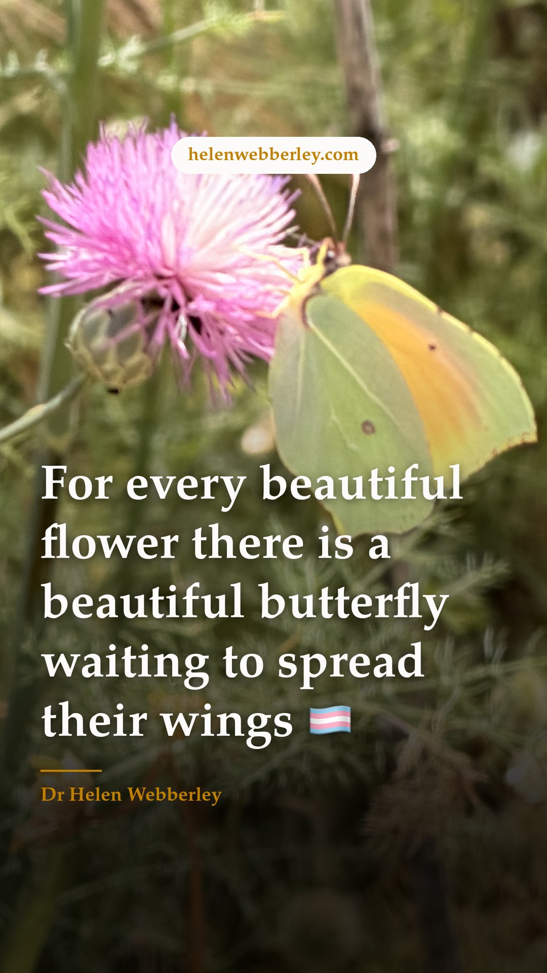 For every beautiful flower there is a beautiful butterfly waiting to spread their wings 🏳️‍⚧️