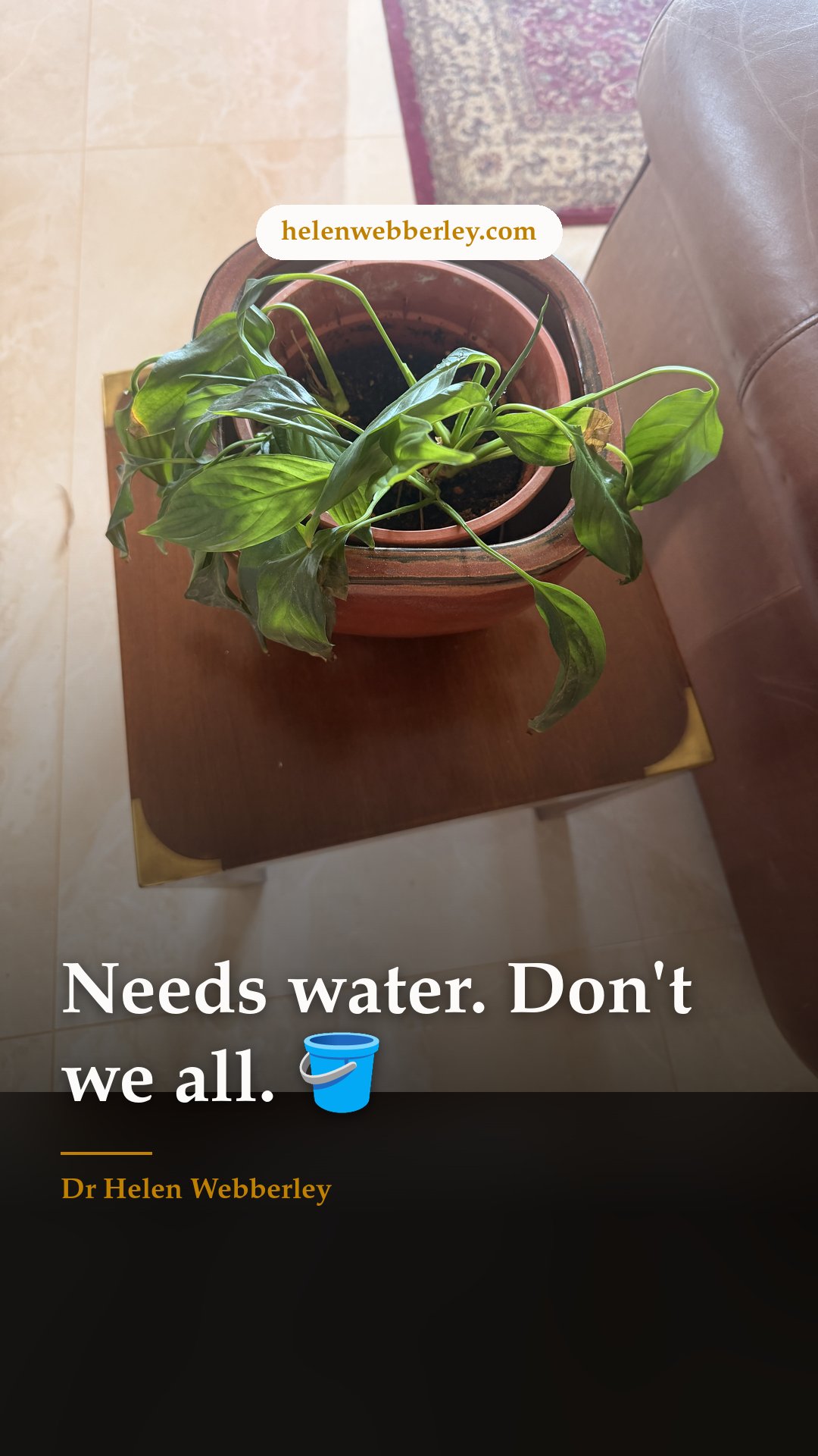 Needs water. Don't we all. 🪣