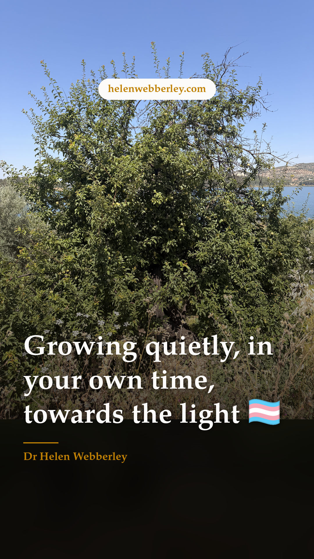 Growing quietly, in your own time, towards the light 🏳️‍⚧️