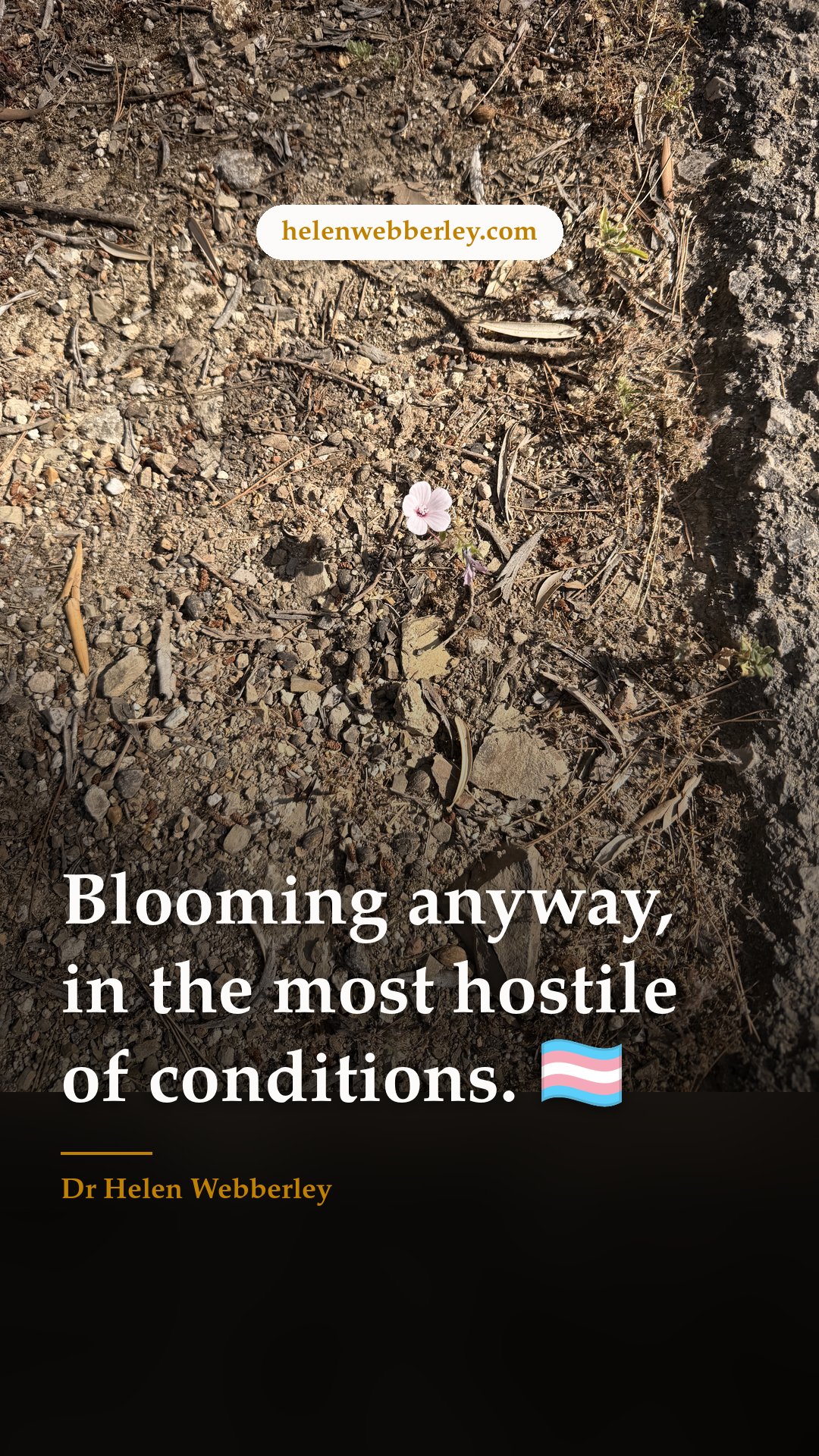 Blooming anyway, in the most hostile of conditions. 🏳️‍⚧️