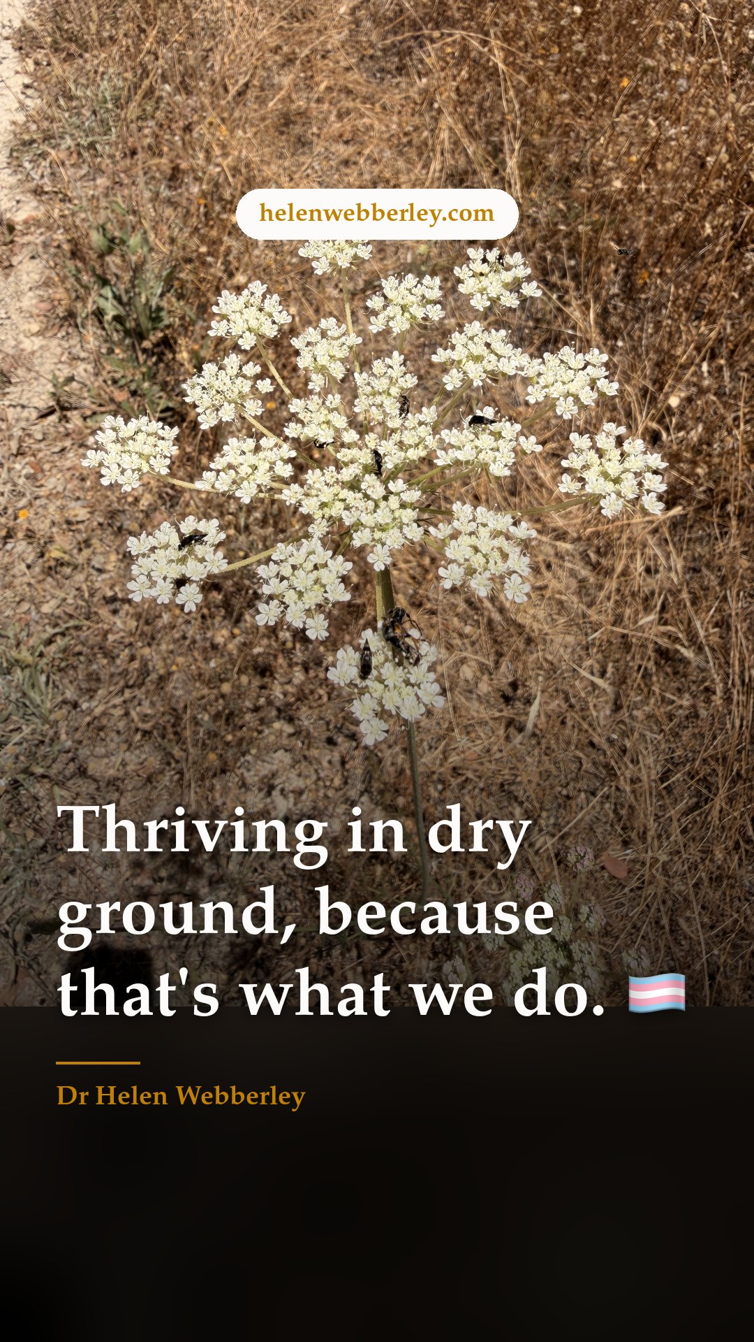 Thriving in dry ground, because that's what we do. 🏳️‍⚧️
