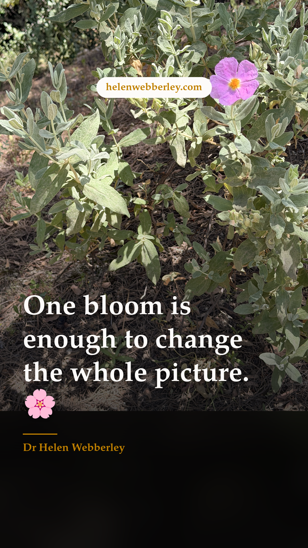 One bloom is enough to change the whole picture. 🌸