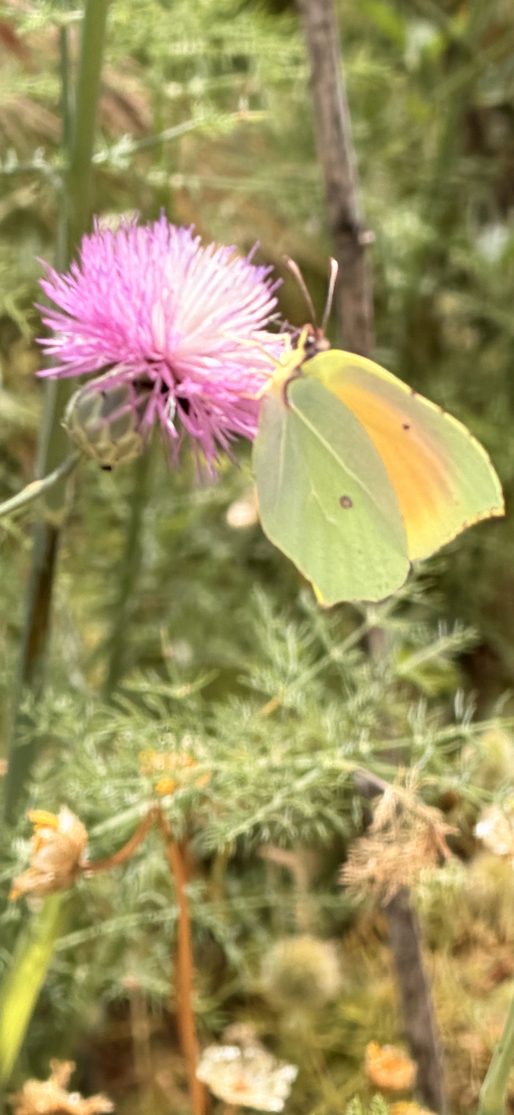 For every beautiful flower there is a beautiful butterfly waiting to spread their wings 🏳️‍⚧️