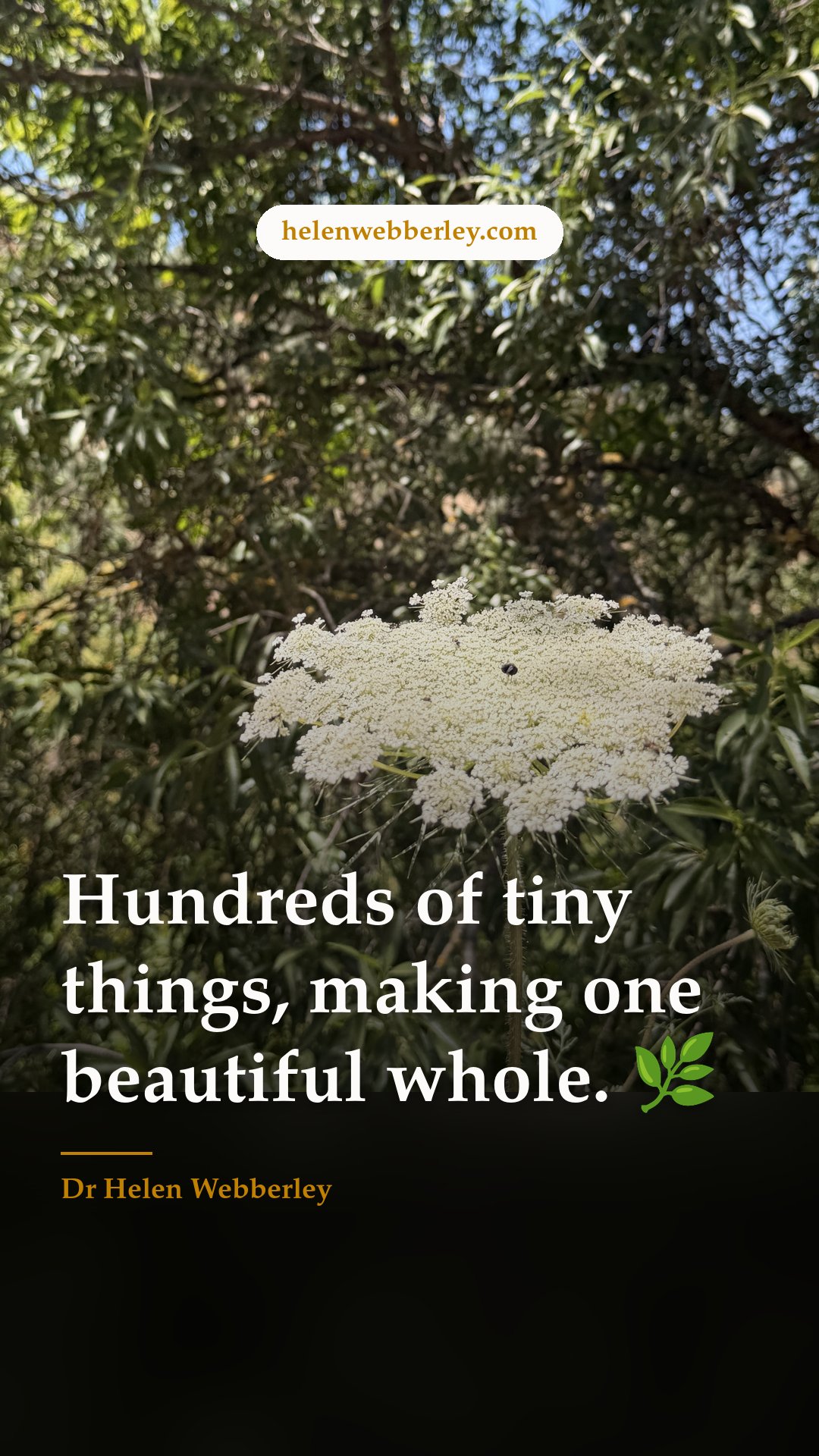 Hundreds of tiny things, making one beautiful whole. 🌿