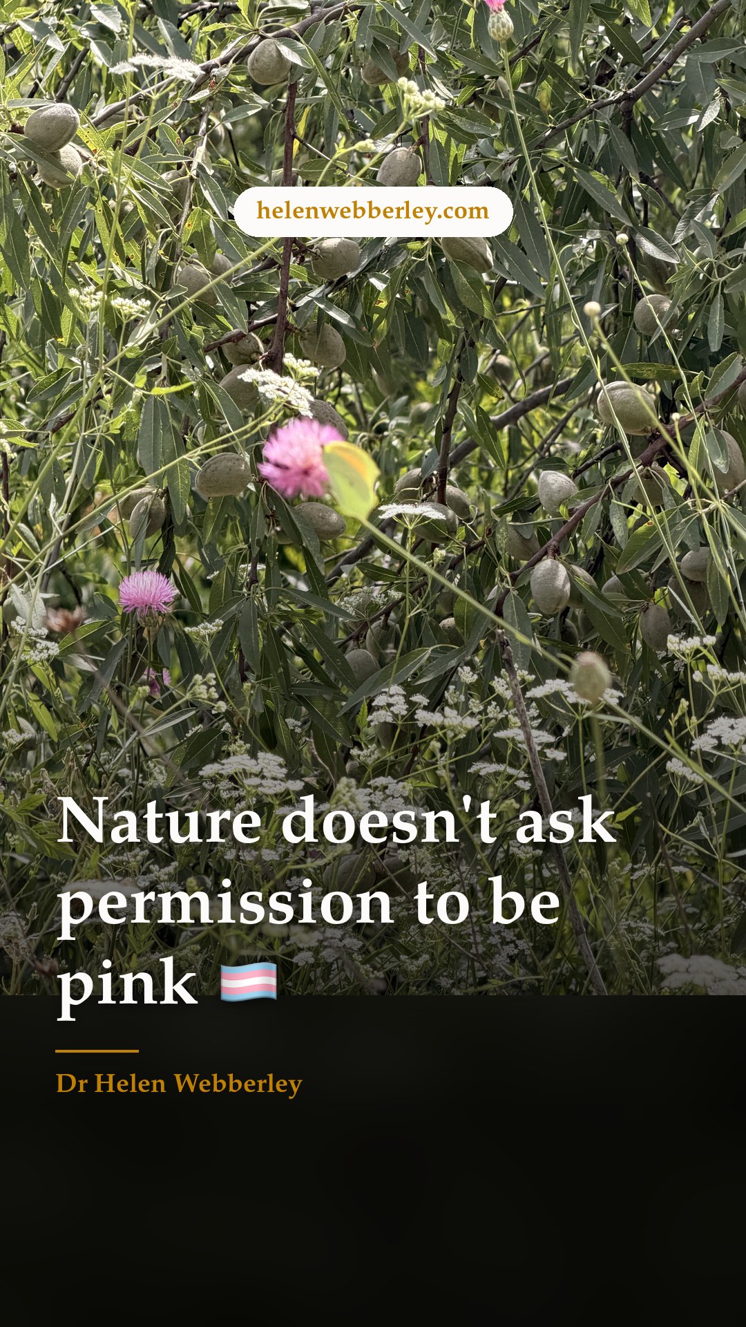 Nature doesn't ask permission to be pink 🏳️‍⚧️