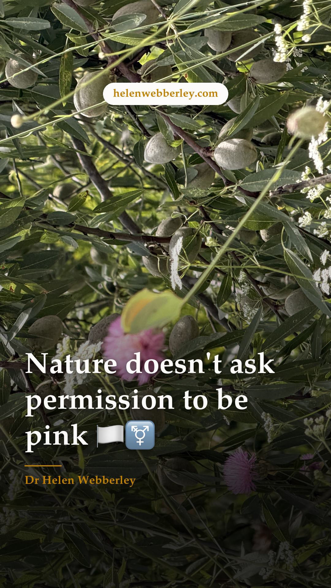 Nature doesn't ask permission to be pink 🏳️‍⚧️