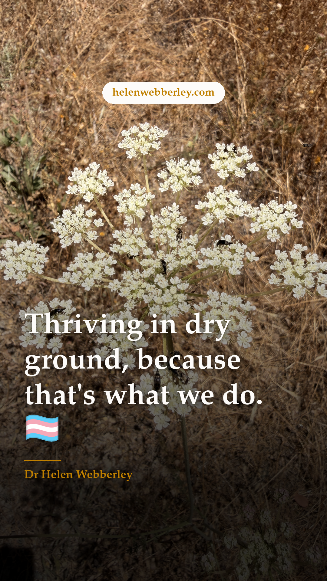 Thriving in dry ground, because that's what we do. 🏳️‍⚧️