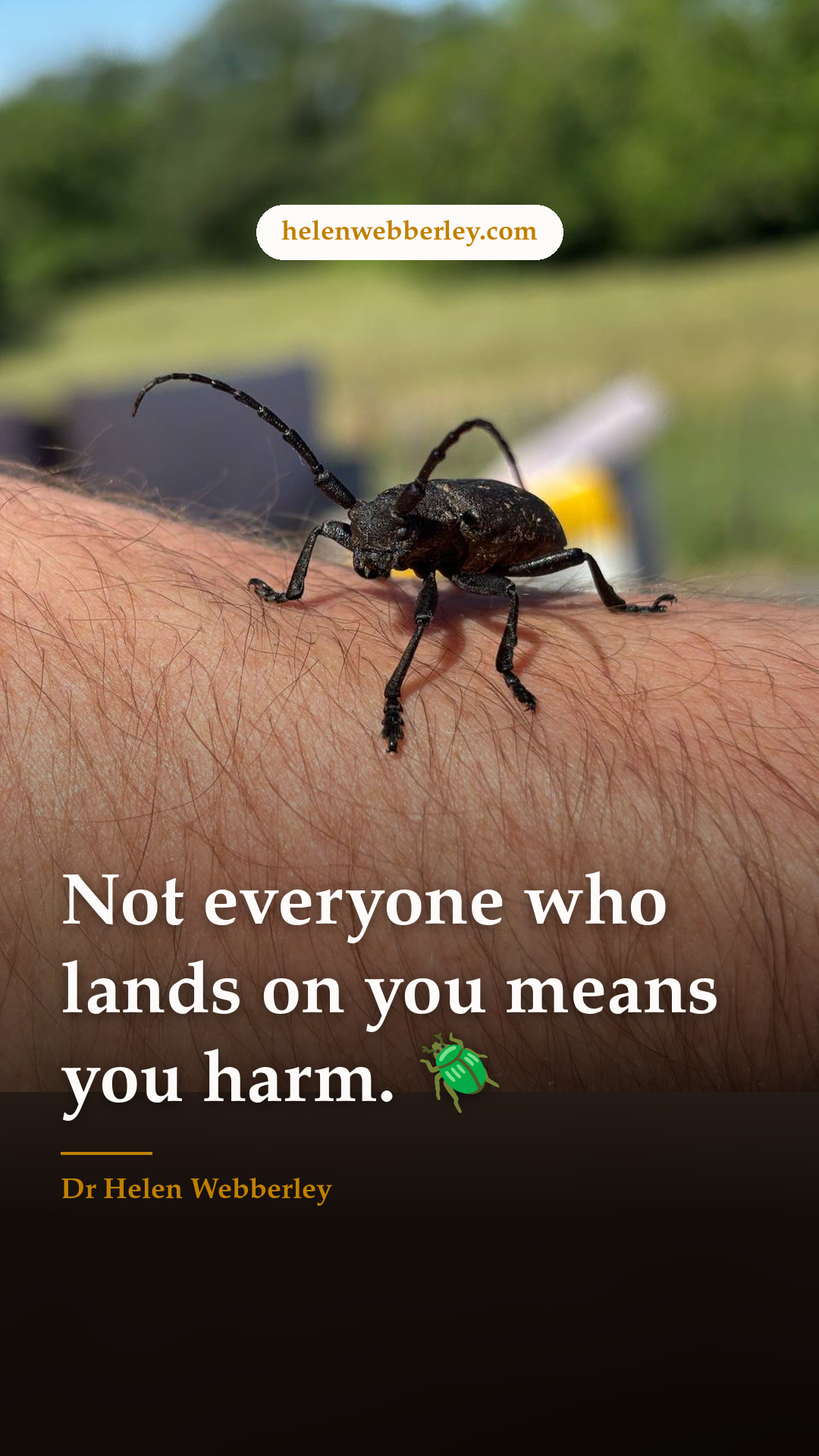 Not everyone who lands on you means you harm. 🪲