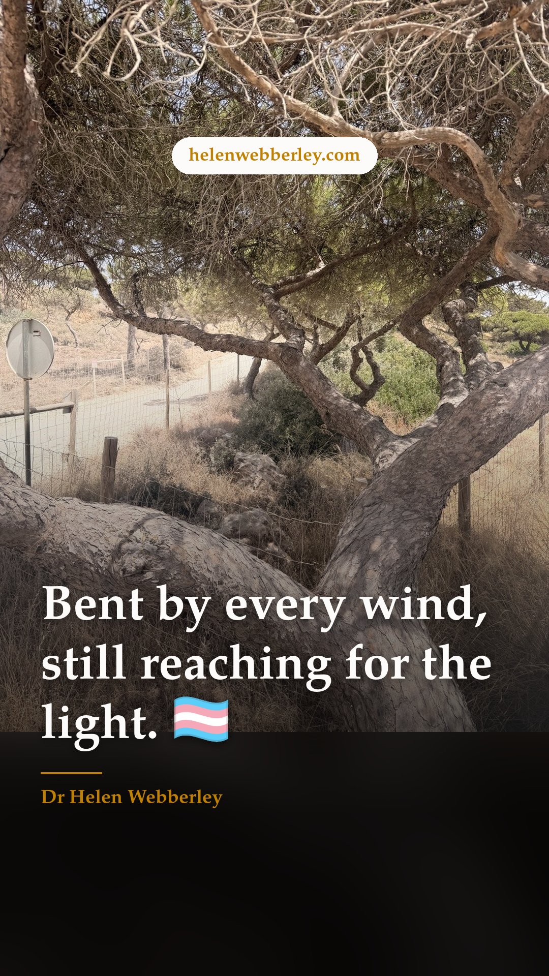 Bent by every wind, still reaching for the light. 🏳️‍⚧️
