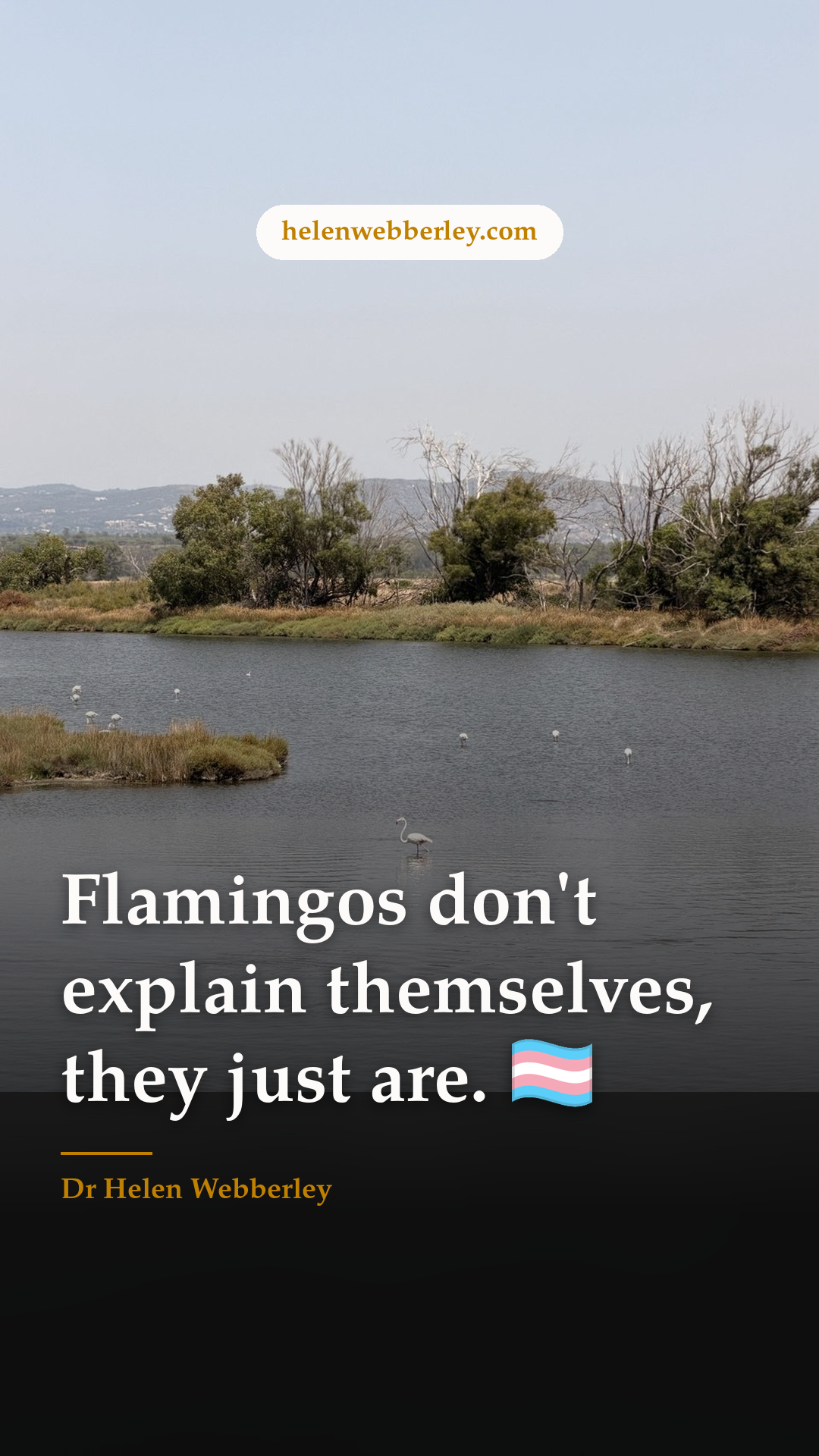 Flamingos don't explain themselves, they just are. 🏳️‍⚧️